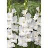Gladioli Snowdon 10 Pack