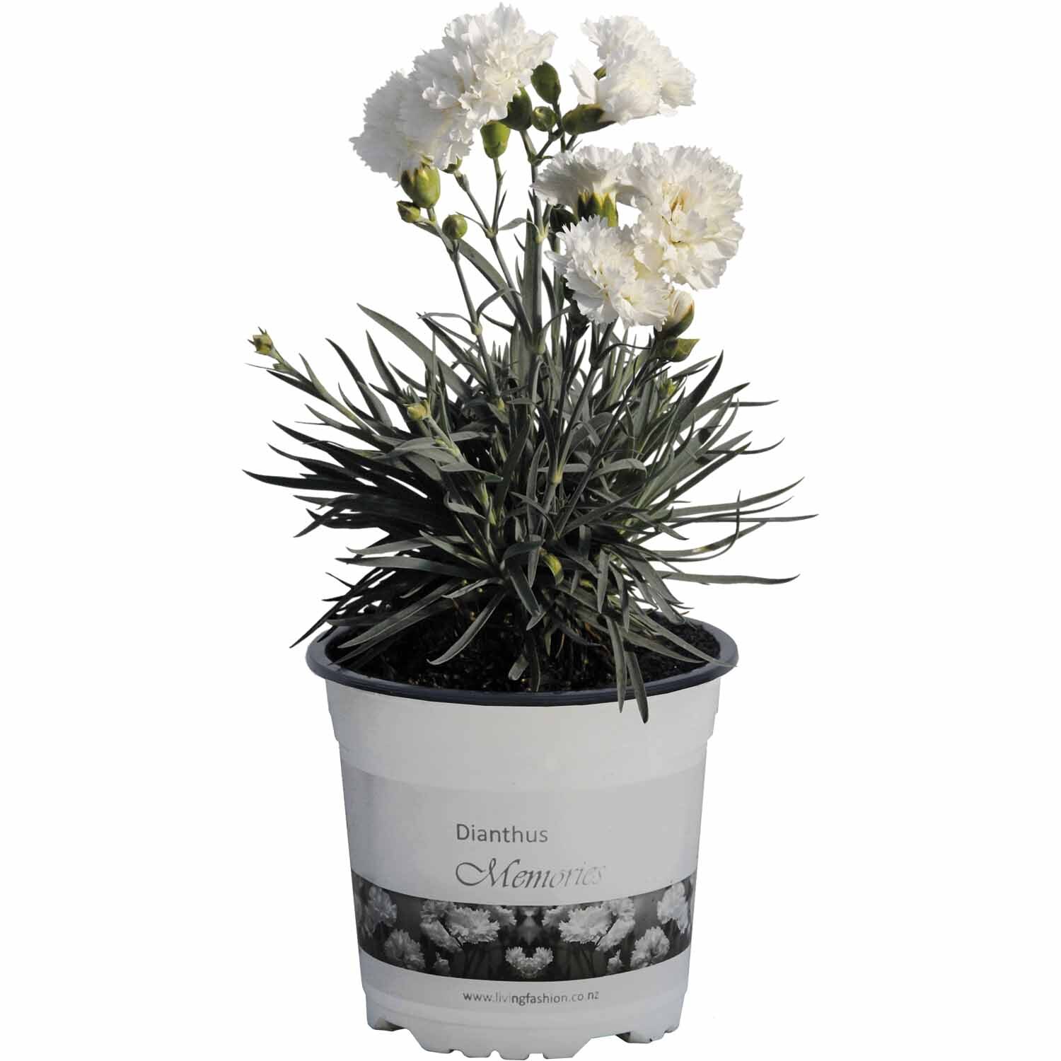 Dianthus Memories