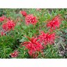 Grevillea New Blood