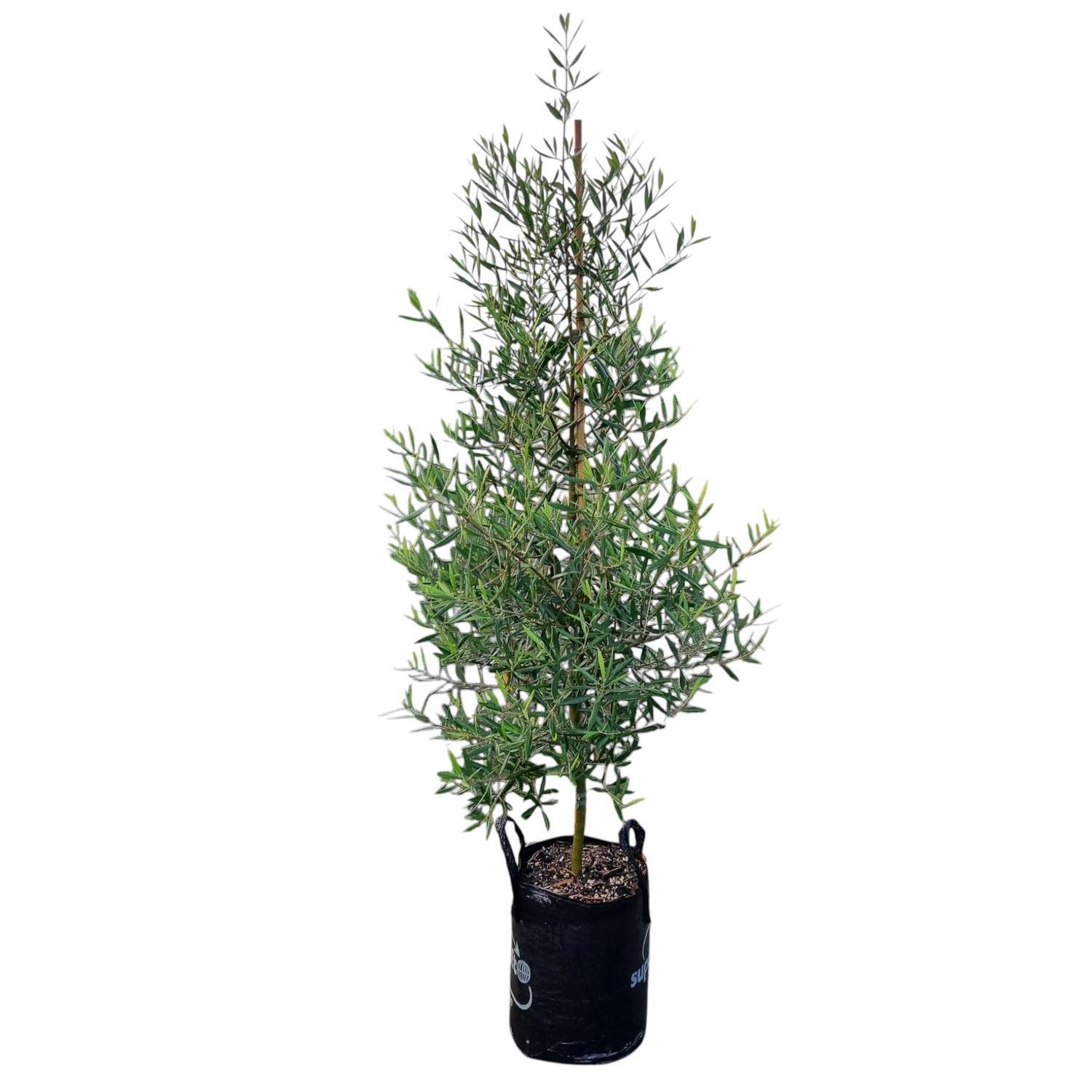 Olea 'Olive' El Greco 25L