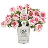 Superbena Royale Rose