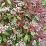 Photinia Red Robin