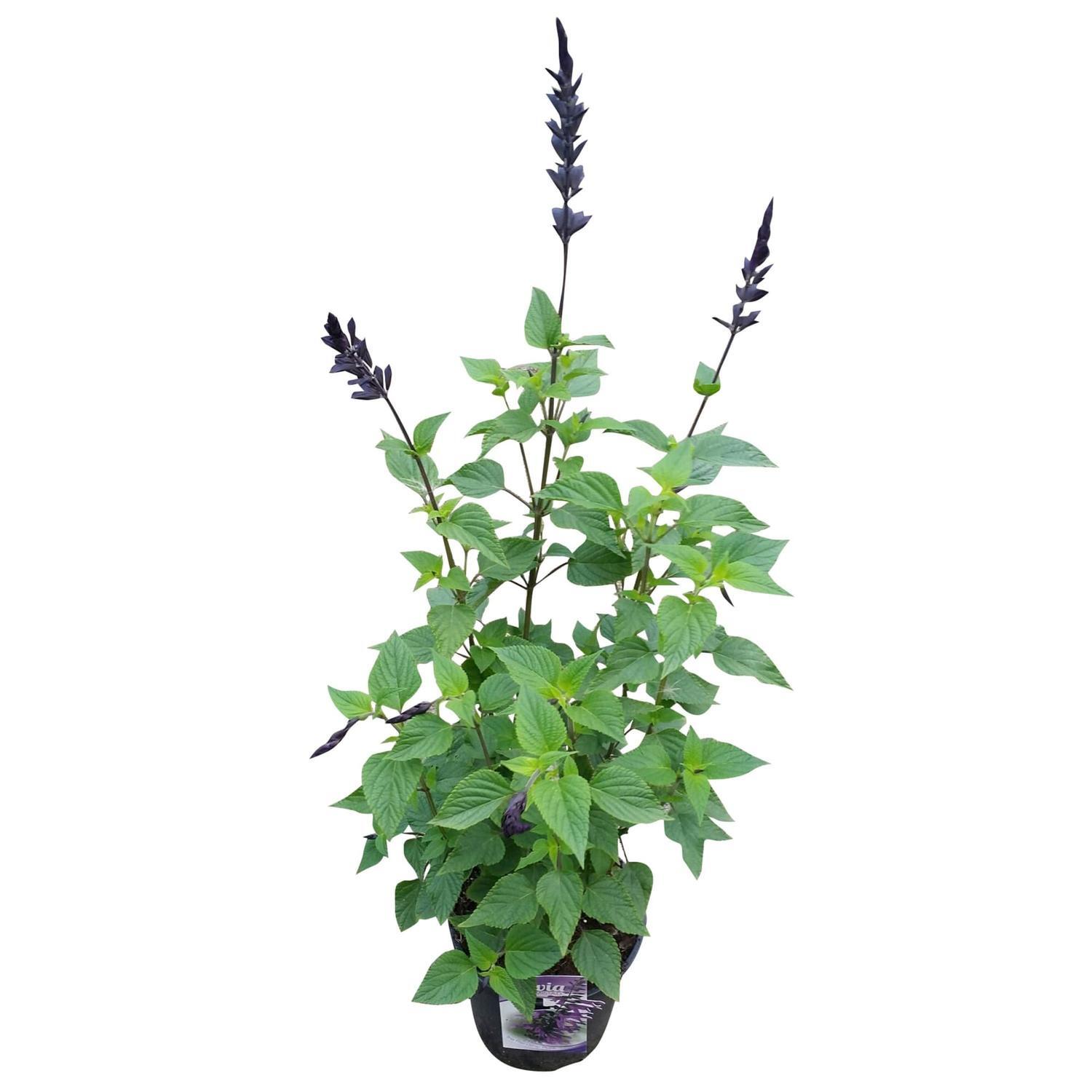 Salvia Amistad
