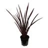 Phormium Royal Flush
