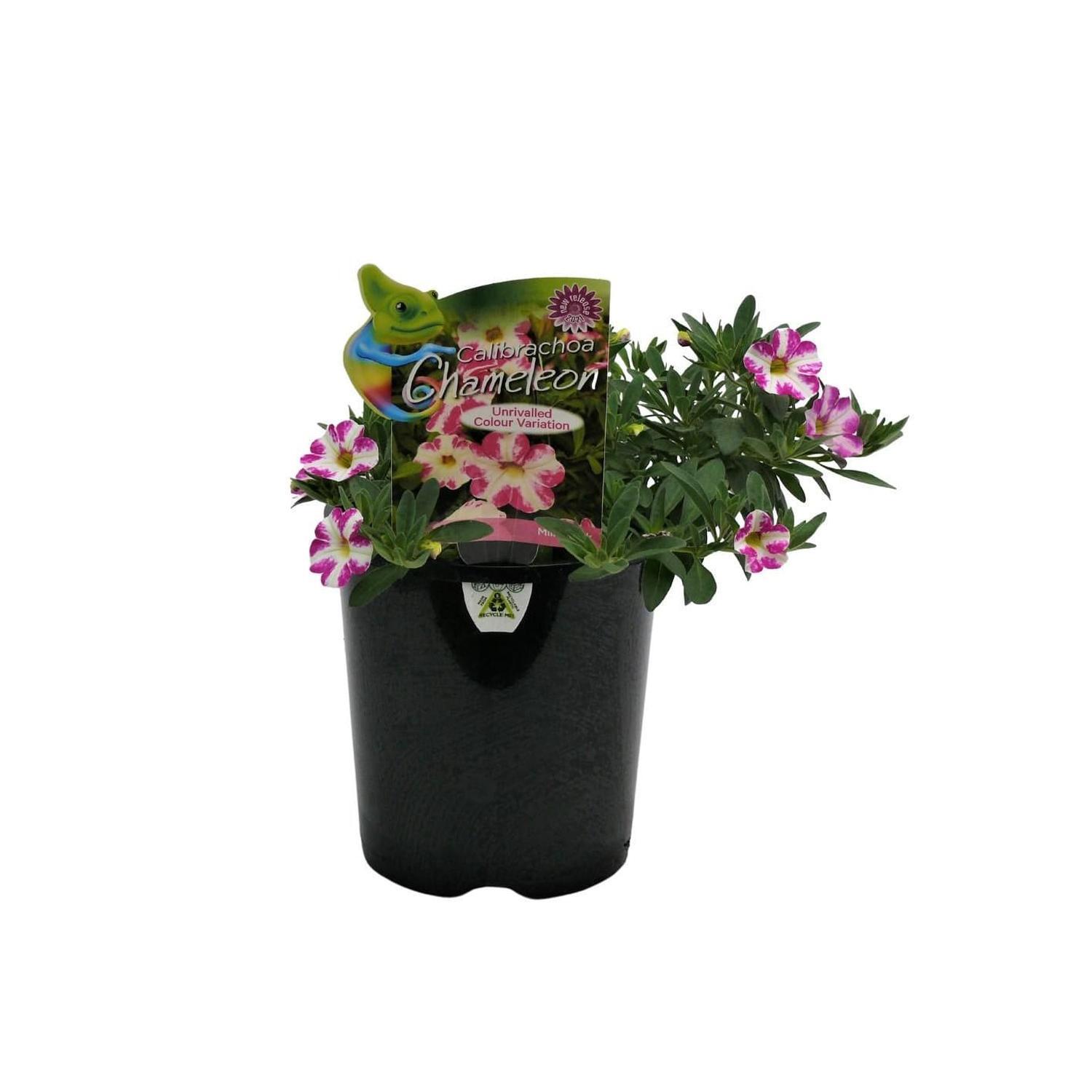 Calibrachoa Chameleon