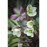Hellebore Marlon 2.4 litre Cream