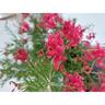 Grevillea Scarlet Sprite