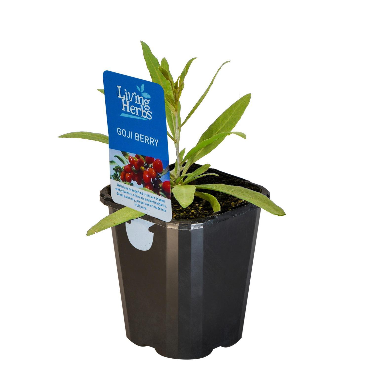 Goji Berry