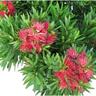 Callistemon Green John 4L