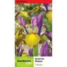 Dutch Iris 'Picasso'