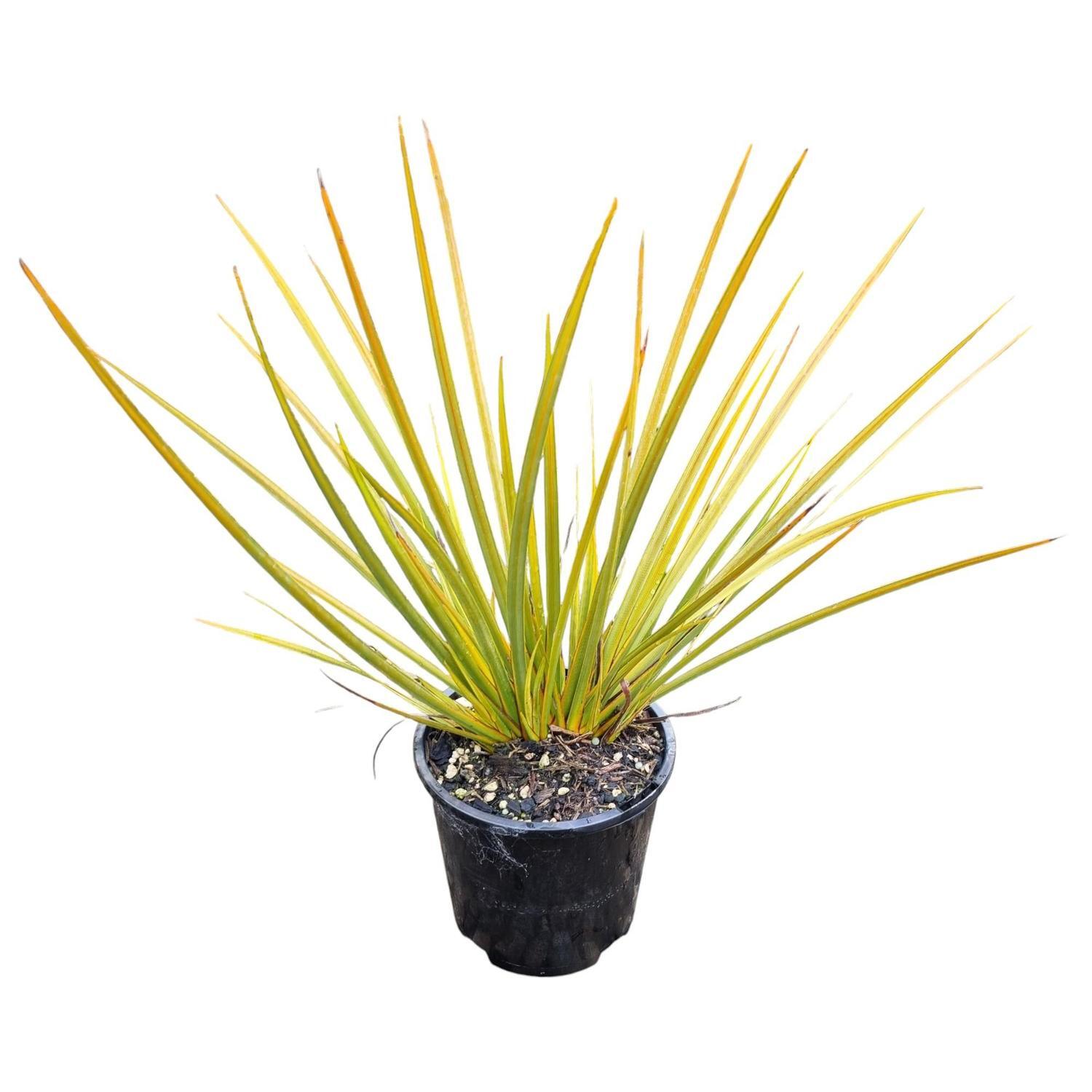 Libertia Peregrinans 'NZ Iris'  1.3L