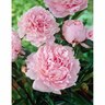 Paeony Double 'Sarah Bernhardt'
