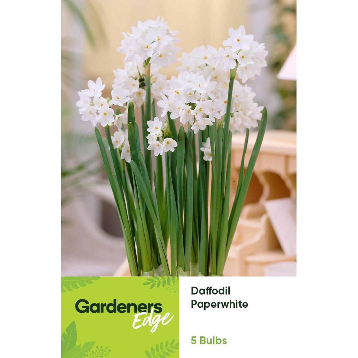 Daffodil Arial 5 Pack