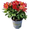 Altroemeria Summer Holiday
