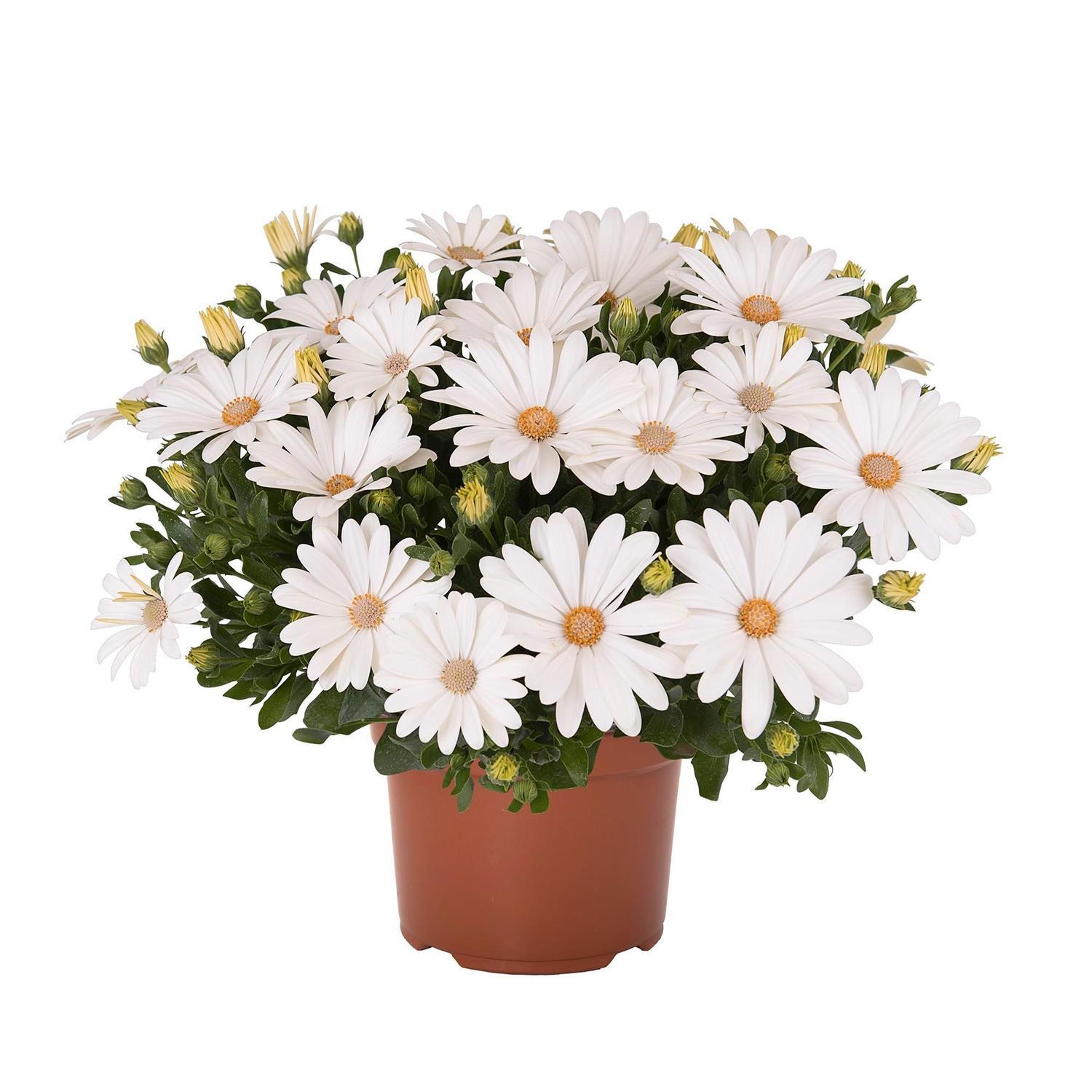 Osteospermum Margarita White