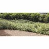 Trachelospermum Jasminoides