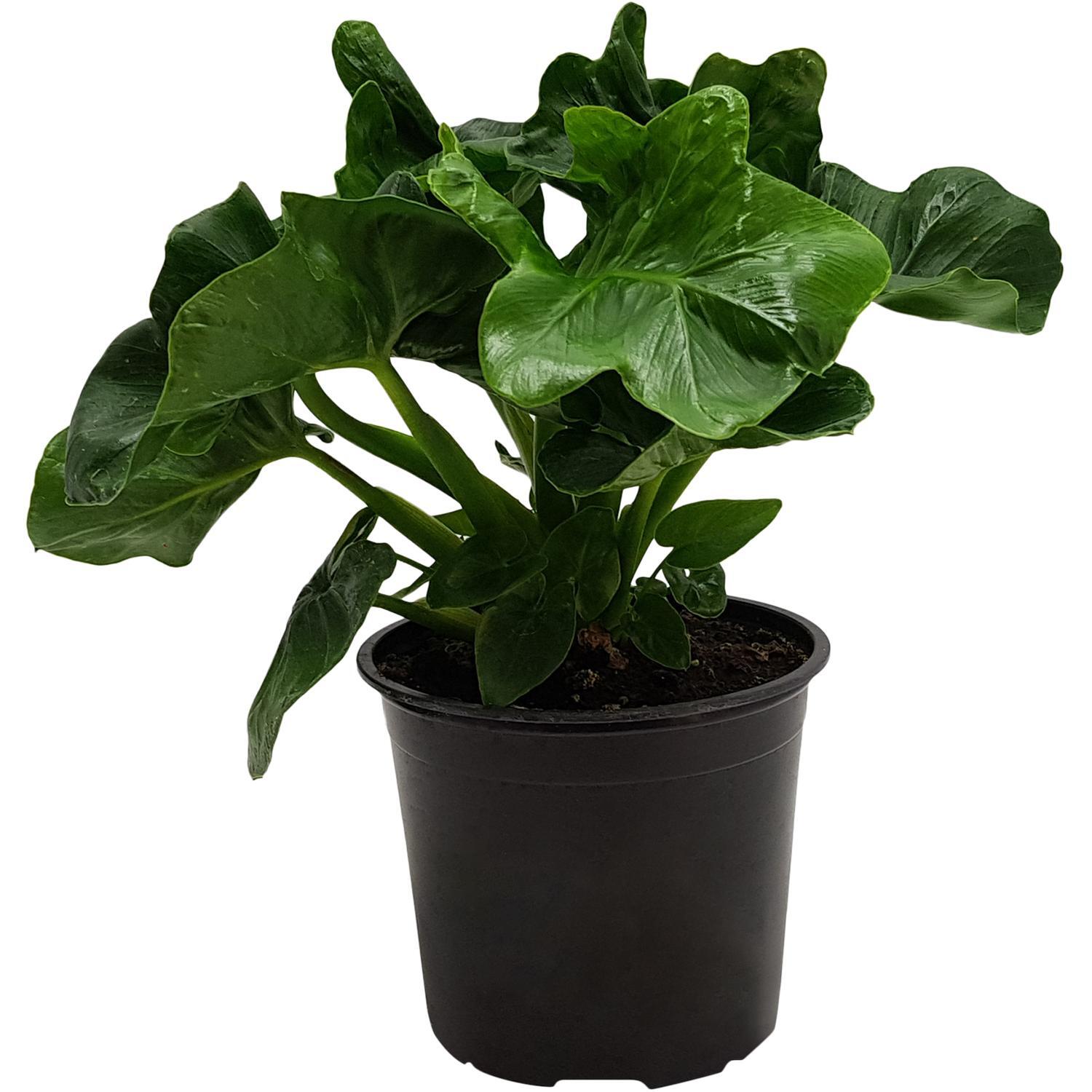 Phildodendron Atom