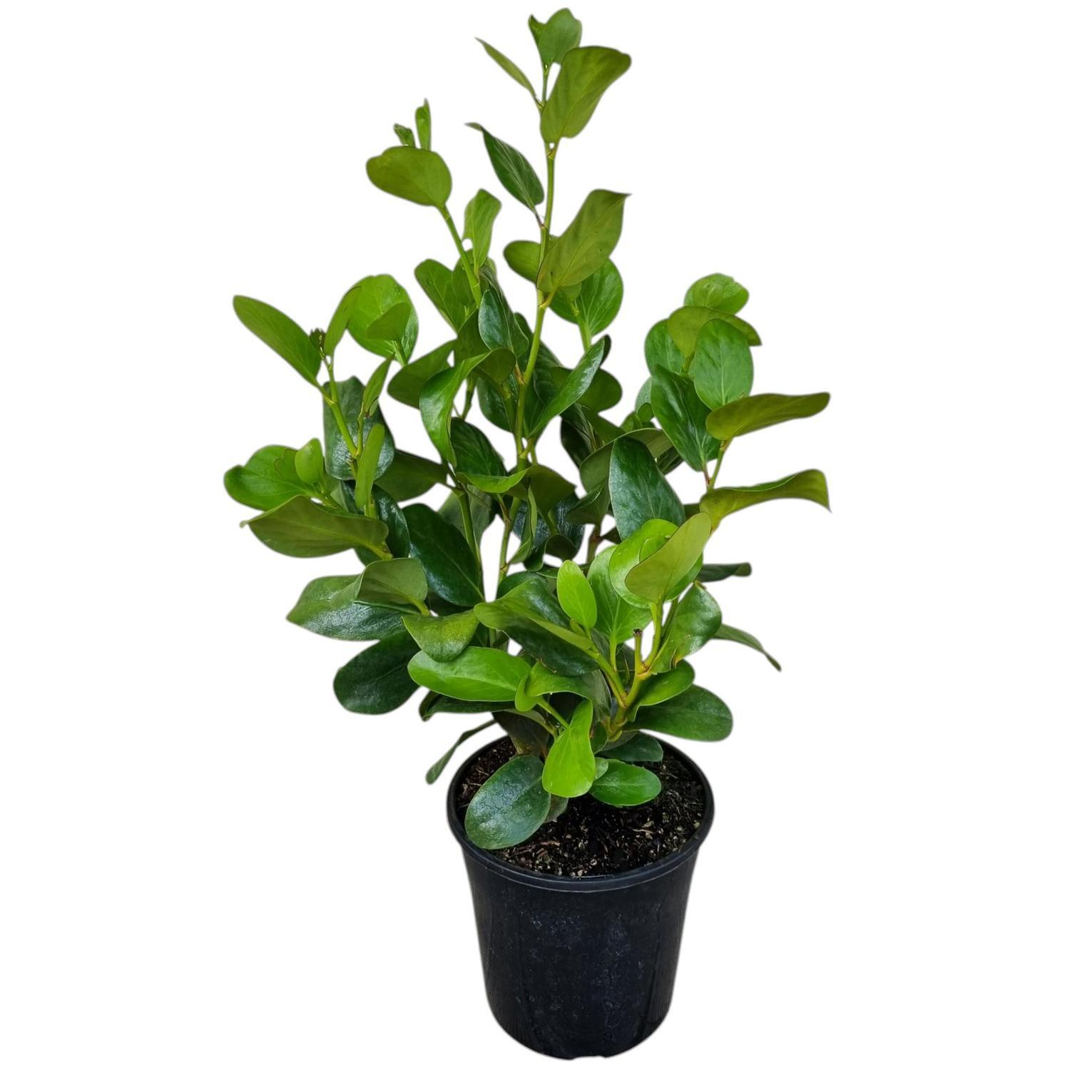 Griselinia Lucida 4L