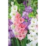 Gladioli Pastel Mix Pack 20