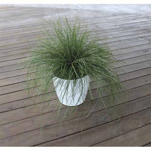 Lomandra Evergreen Baby