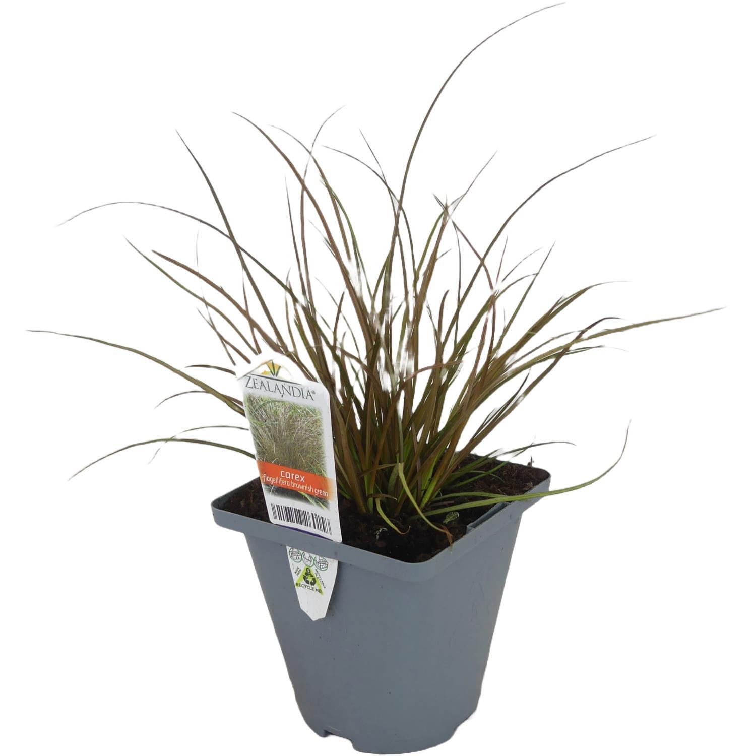 Carex Flagellifera