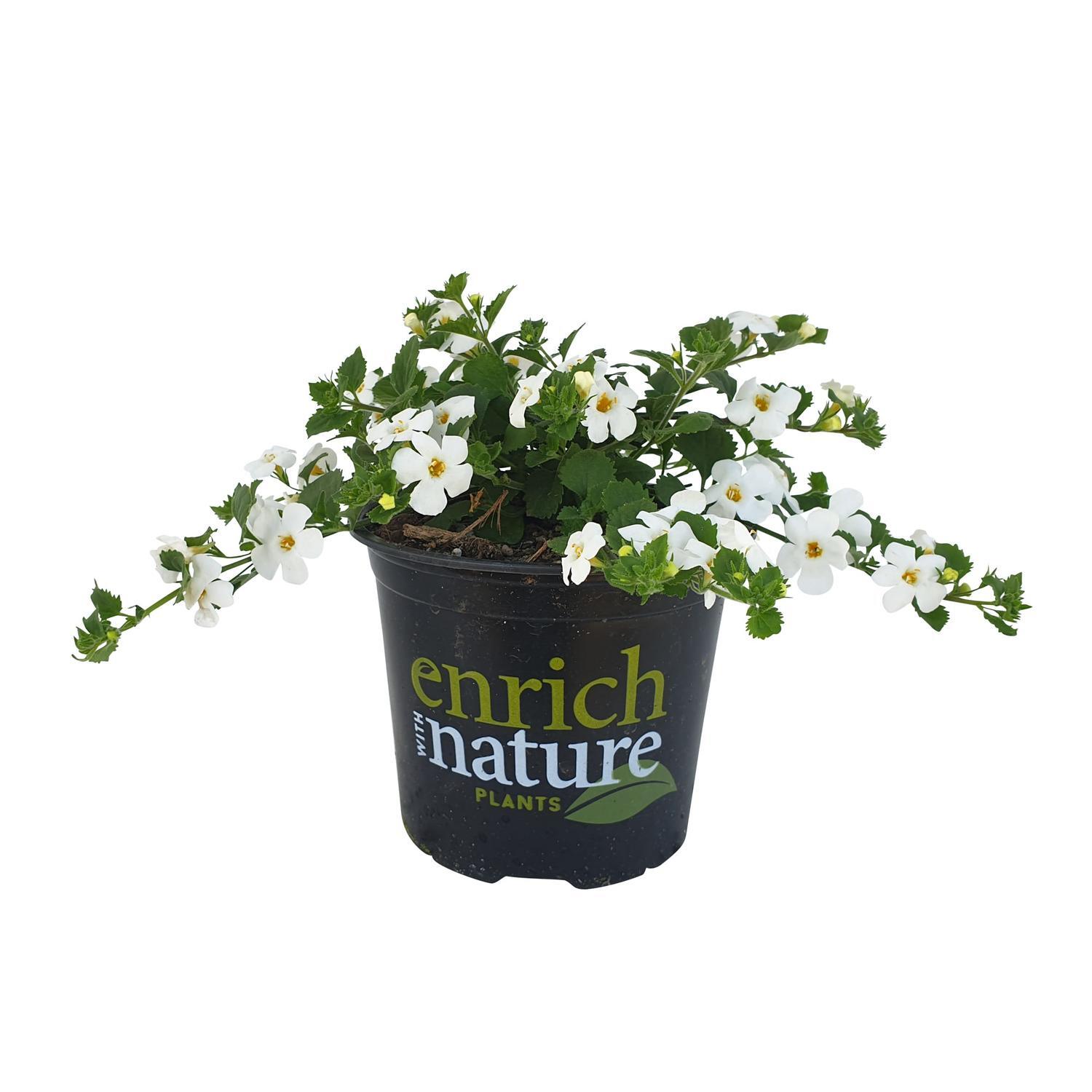 Bacopa Gulliver White
