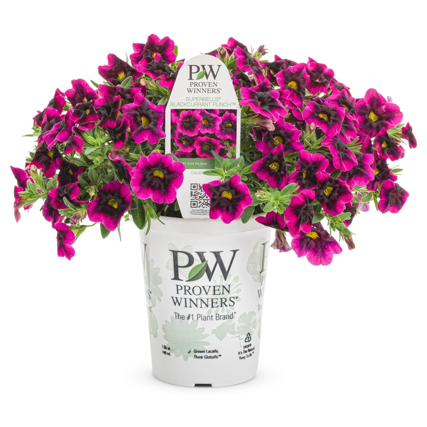 Calibrachoa Blackcurrant Punch
