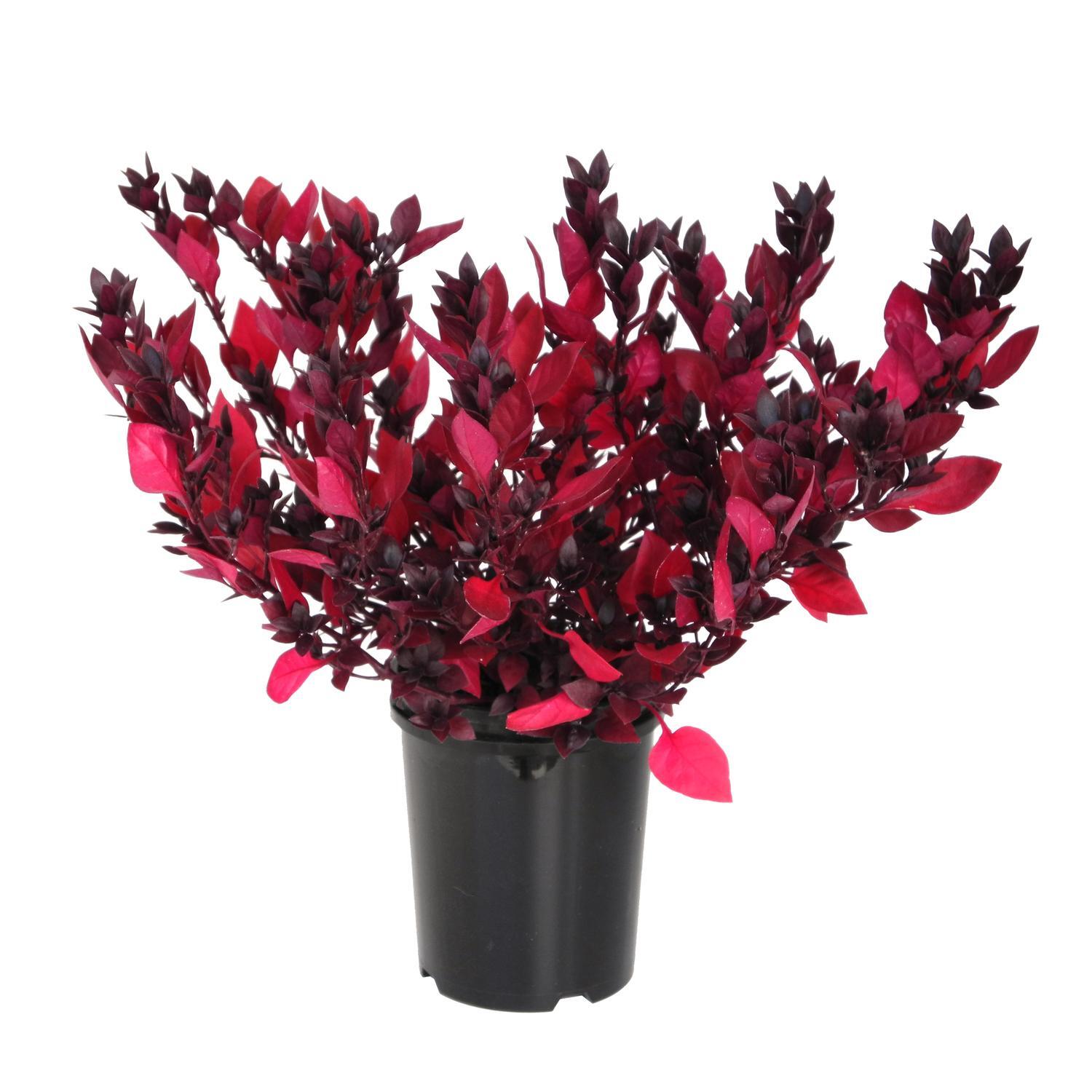 Alternanthera Little Ruby