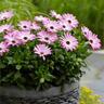 Osteospermum Margarita