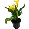 Calla Lily - Zantedeschia