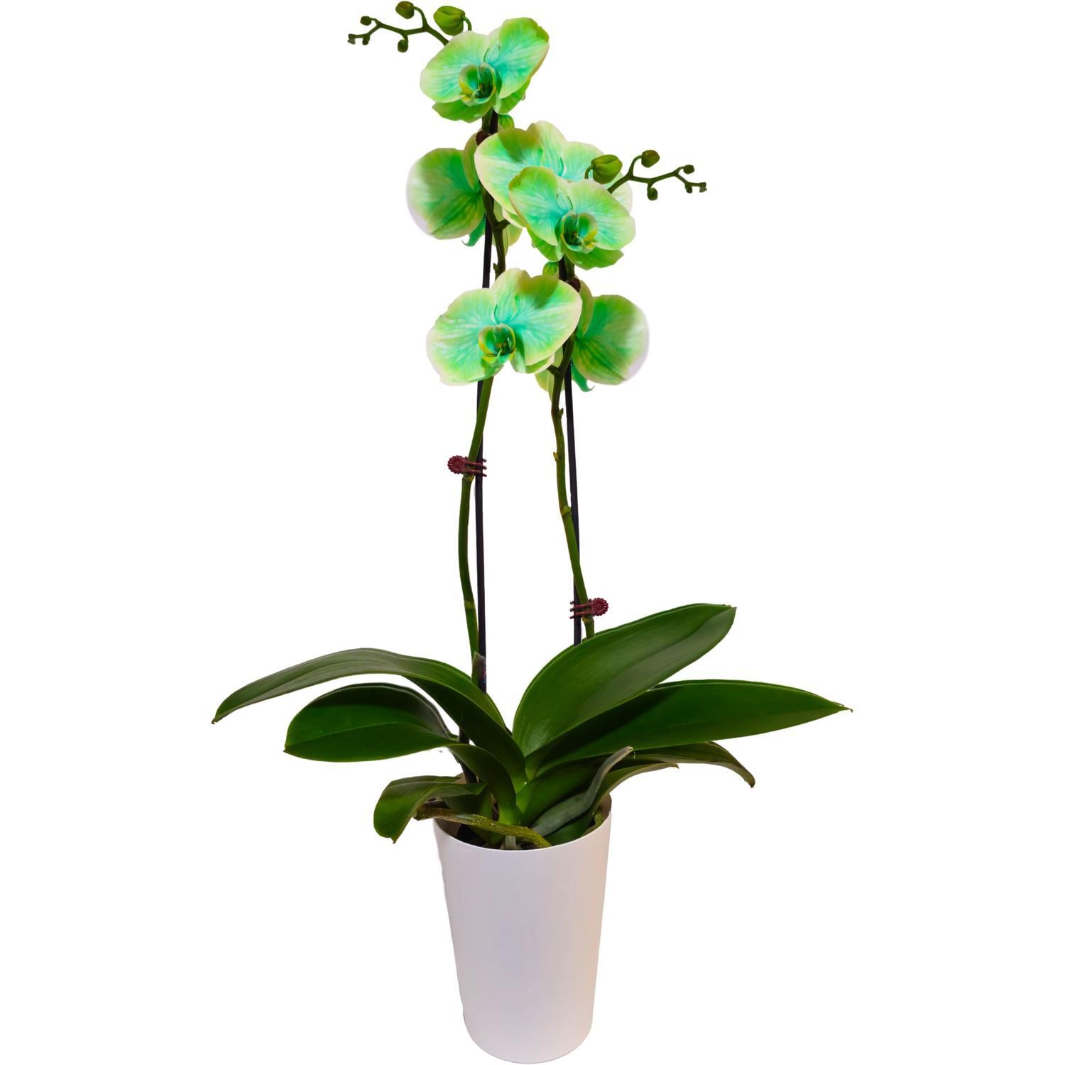 Watercolour Phalaenopsis Orchid Double 12cm Green
