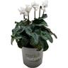 Cyclamen Merengue 13 cm