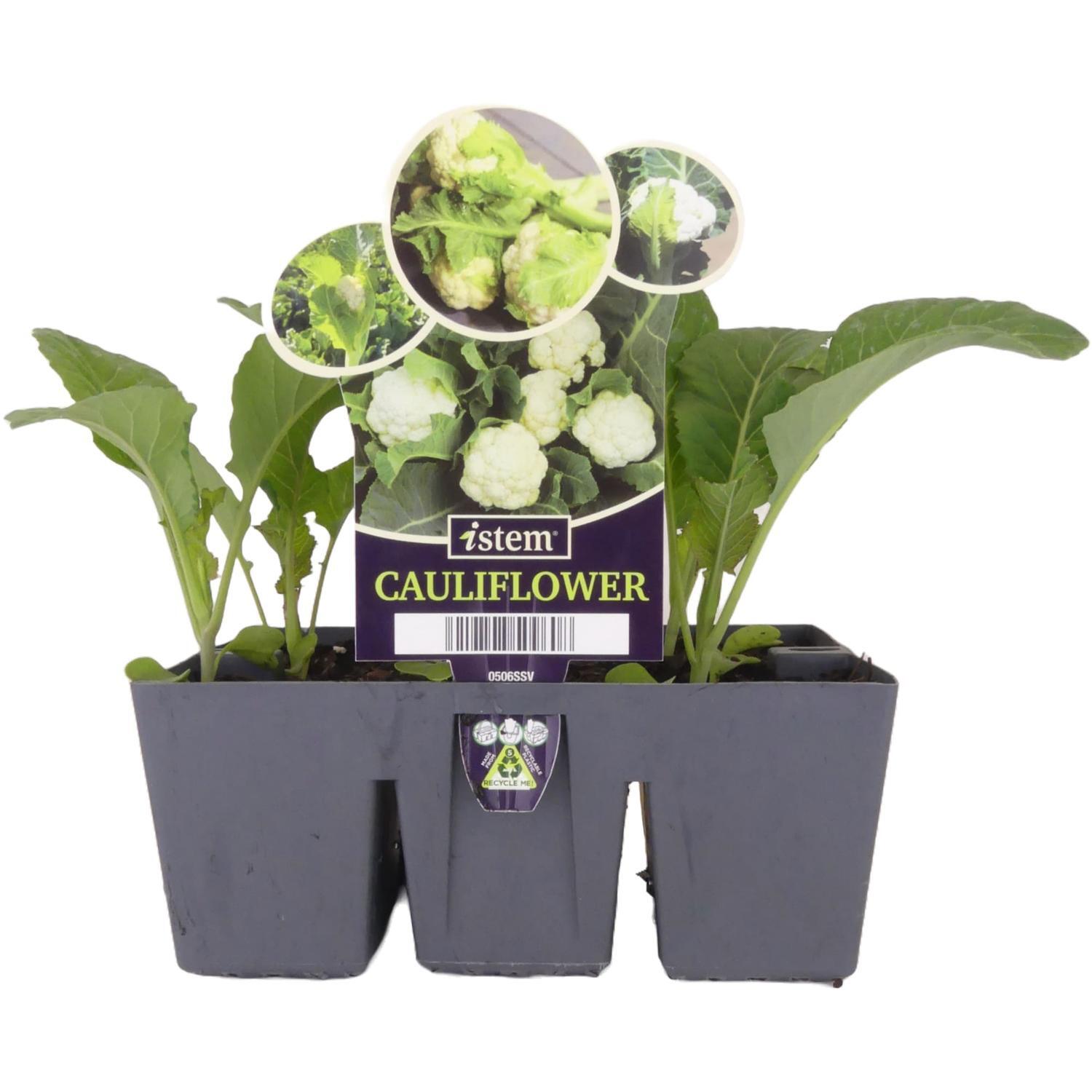 Cauliflower iStem 6 Pack