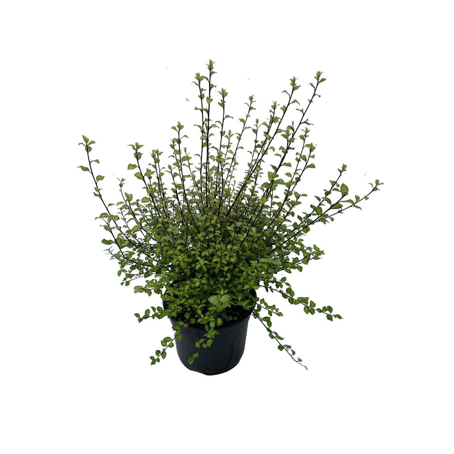 Pittosporum Tenuifolium Tandarra Gold