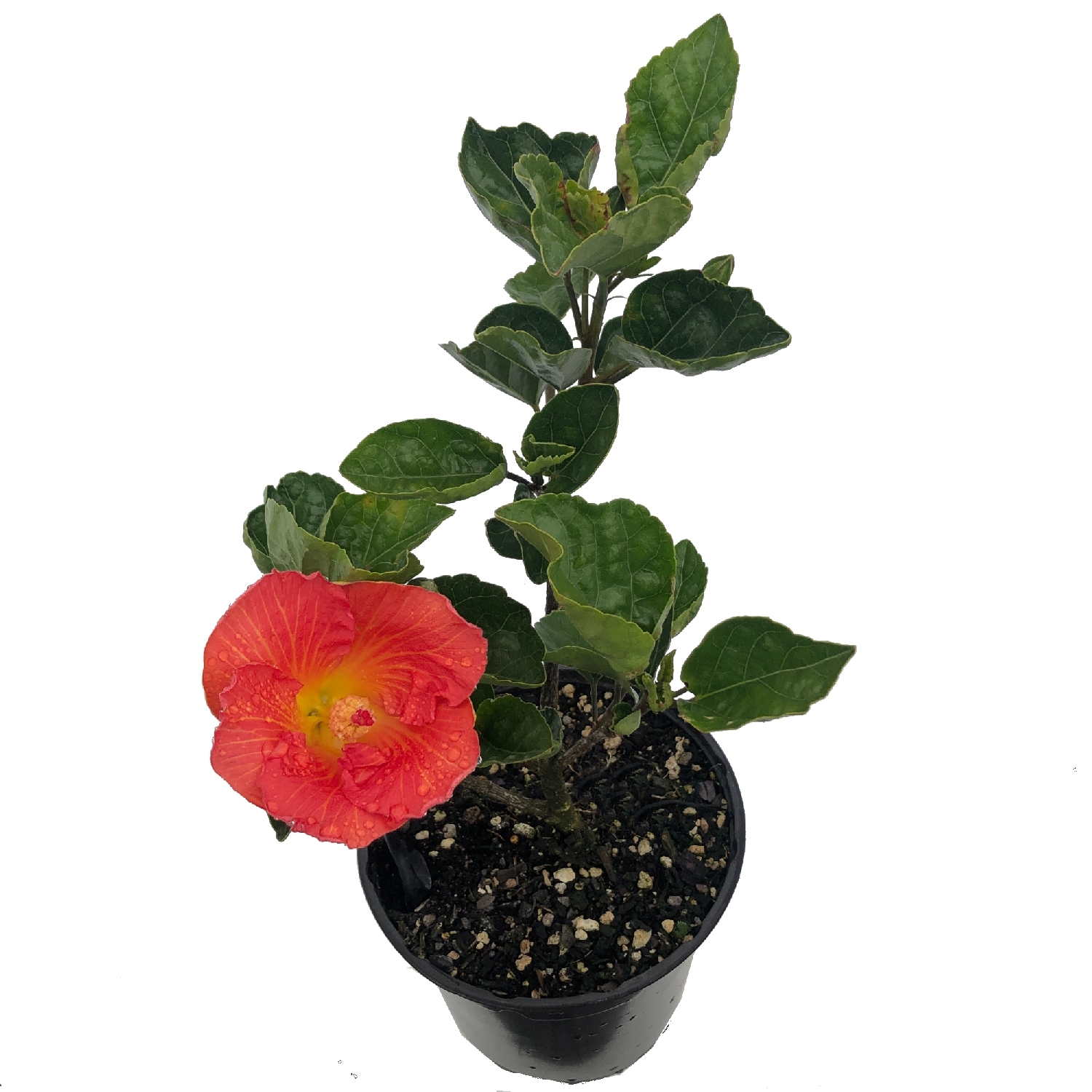 Hibiscus Bright Lights