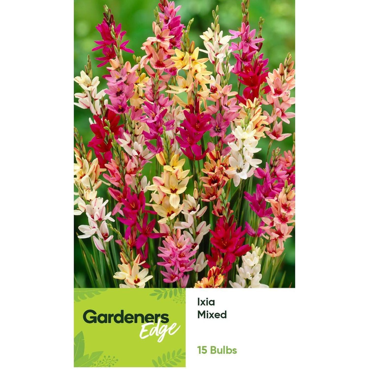 Ixia Mixed 15 pack