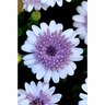 Osteospermum 3d Double Silver