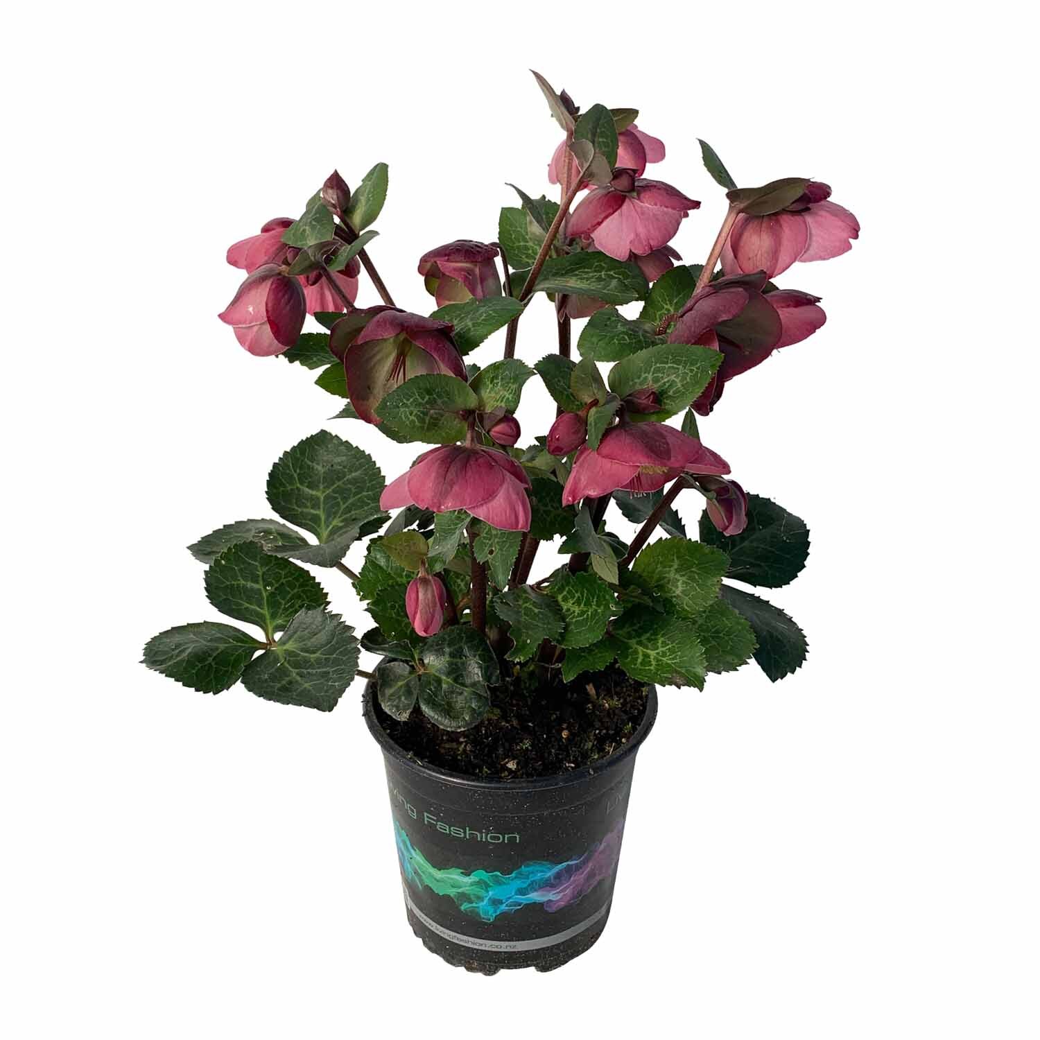 Helleborus 'Olivia's Joy'