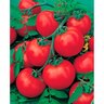Tomato Early Girl