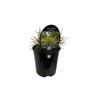 Lomandra Little Con 1.9L