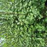 Pittosporum Silver Sheen 2L