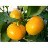 Citrus Mandarin Miho