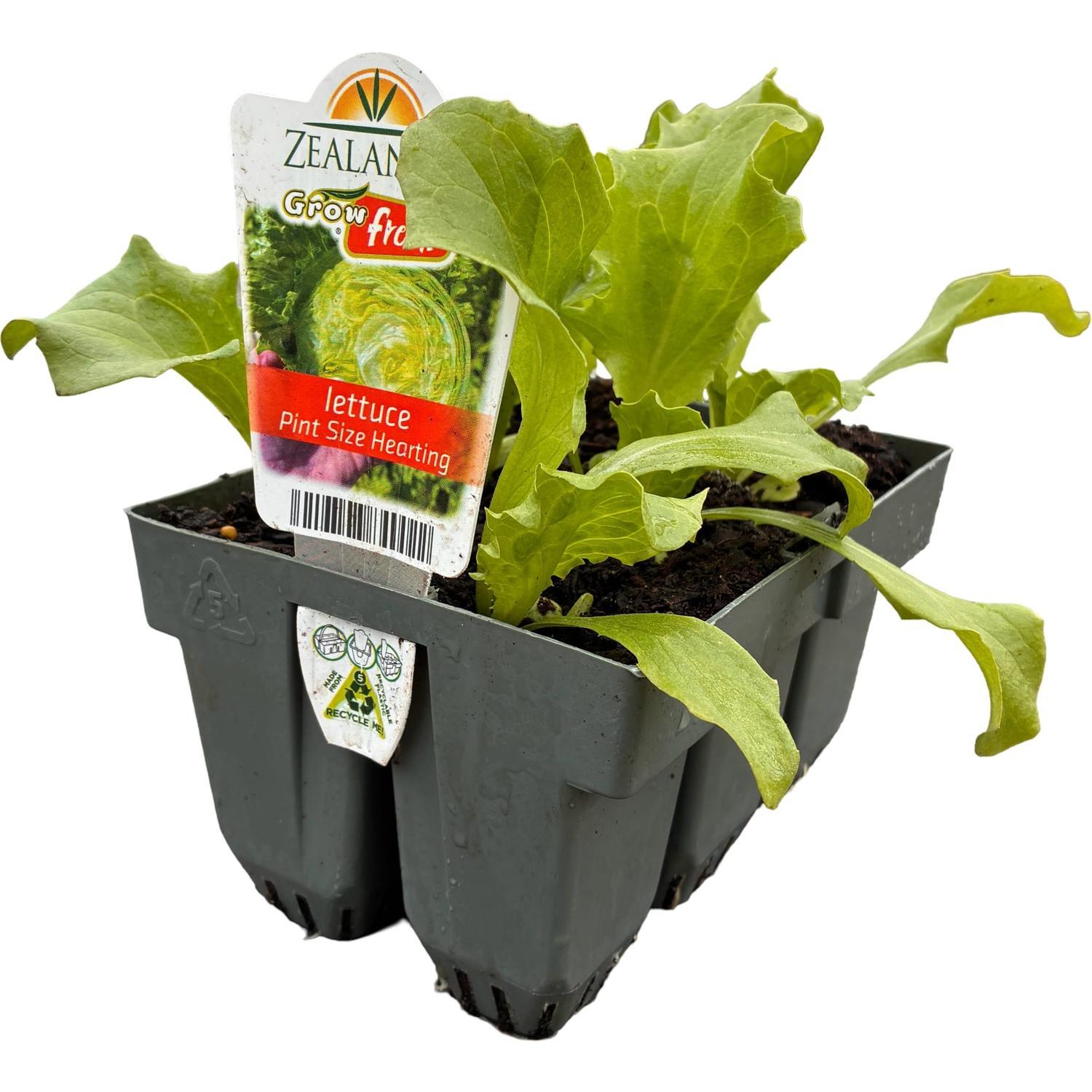 Lettuce Pint Size Hearting