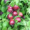 Plum Billington