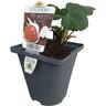 Strawberry Victor 10cm