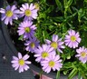 Brachyscome Angustifolia Blue