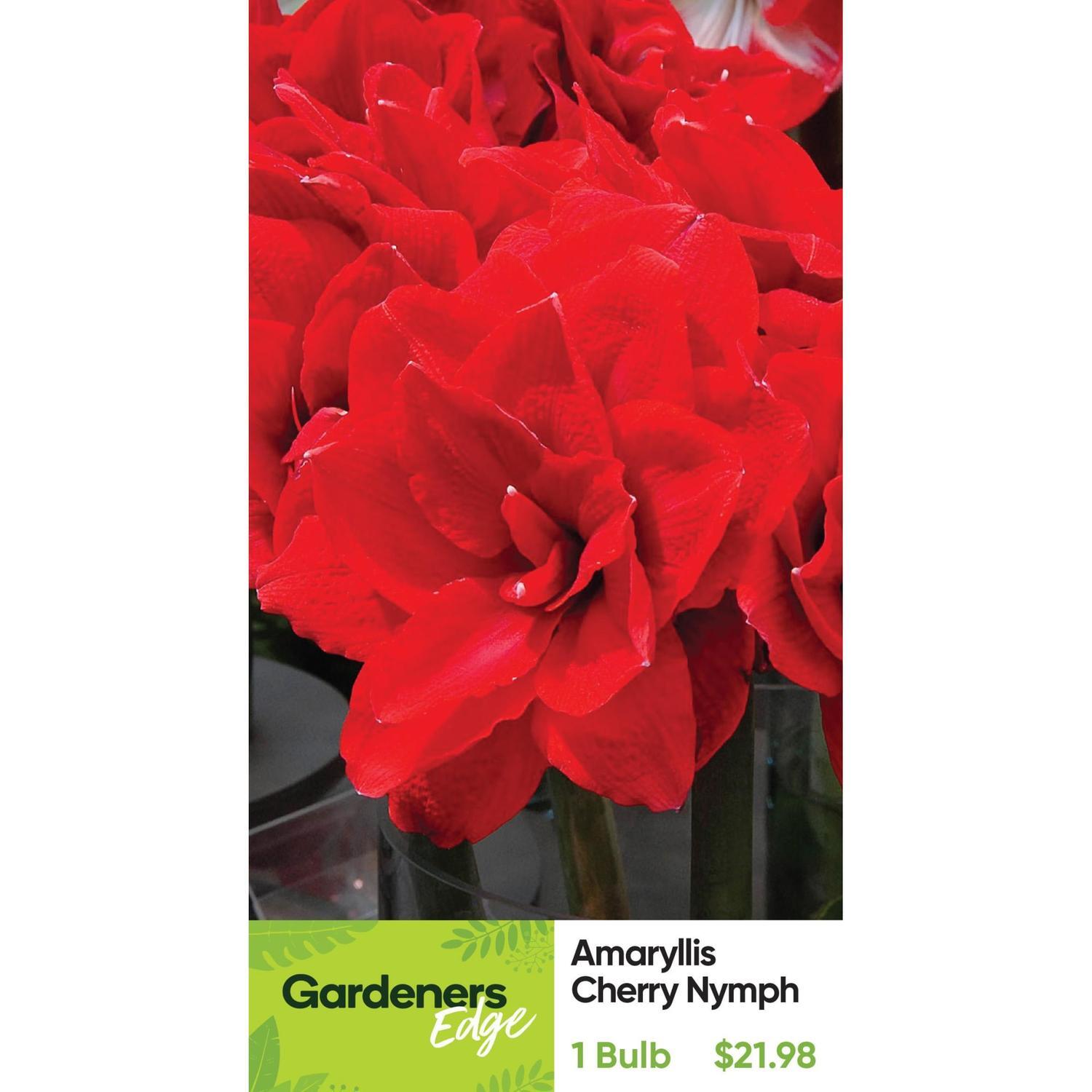 Amaryllis Hippeastrum Double 'Cherry Nymph'