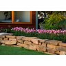 Armeria Day Dream