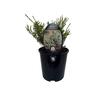 Diosma Ericoides 1.9 litre