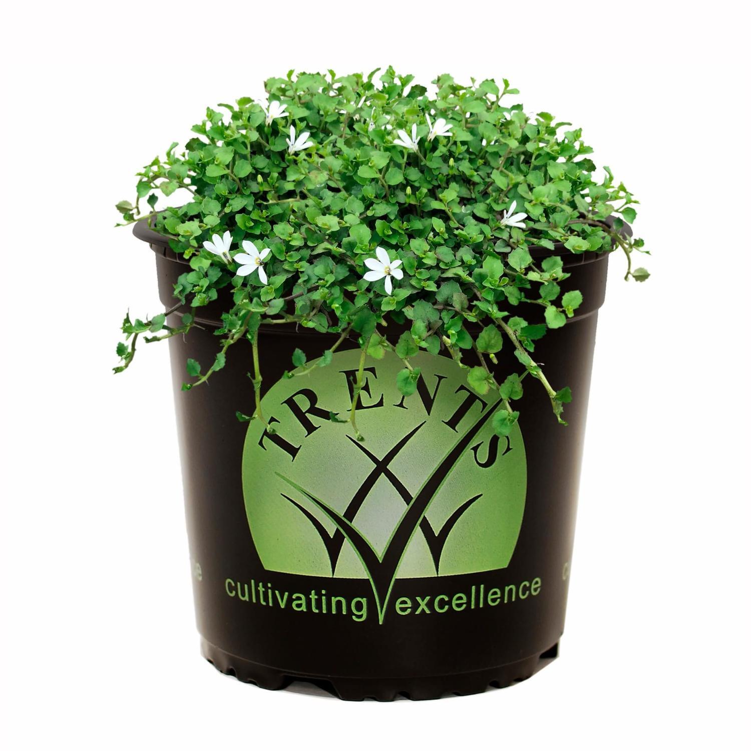 Pratia angulata